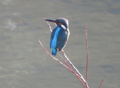 Alcedo atthis bengalensis