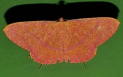 Eumelea rosalia