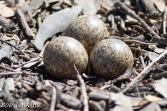 Elseyornis melanops