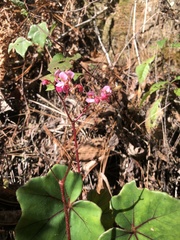 Begonia chivatoa