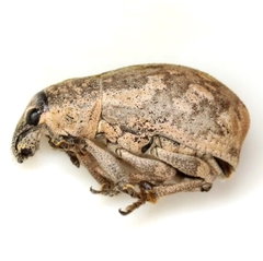Epicaerus texanus