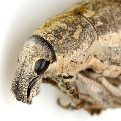Epicaerus texanus