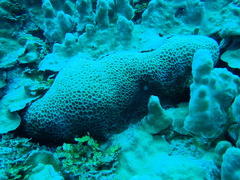 Gardineroseris planulata