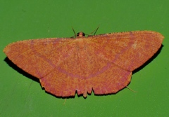 Eumelea rosalia