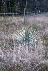 Argyroxiphium kauense