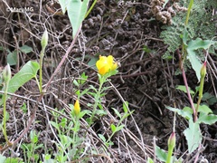 Menodora helianthemoides