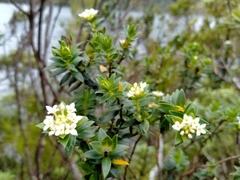 Pimelea gnidia