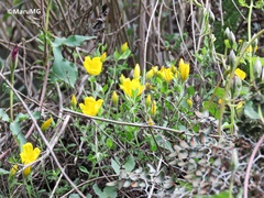 Menodora helianthemoides
