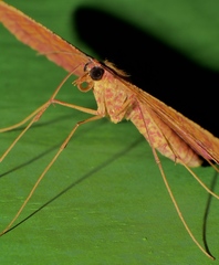 Eumelea rosalia