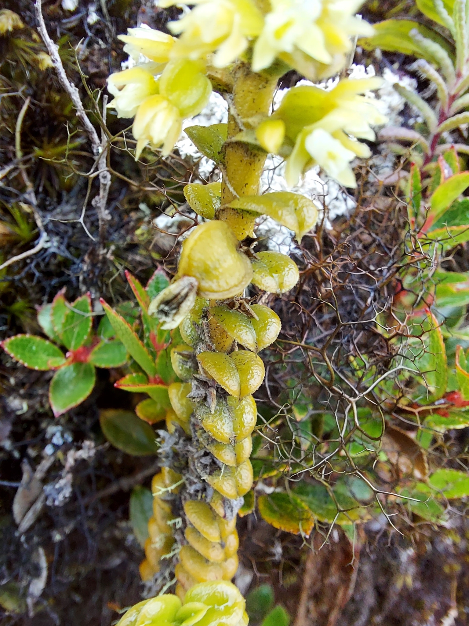 Fernandezia crystallina image