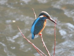 Alcedo atthis bengalensis