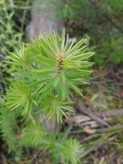 Melichrus urceolatus