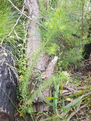 Melichrus urceolatus