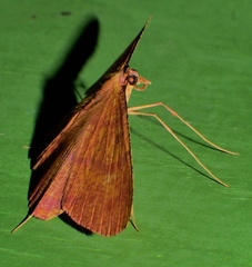 Eumelea rosalia