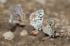 Euphilotes heracleoides