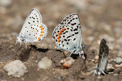 Euphilotes heracleoides