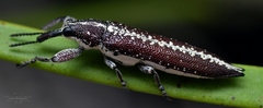 Rhinotia anguinea