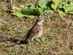 Turdus eunomus