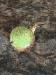 Dysoxylum spectabile