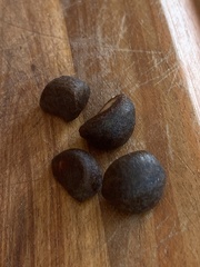 Dysoxylum spectabile