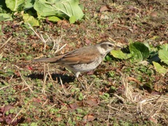 Turdus eunomus