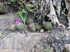 Mammillaria polythele