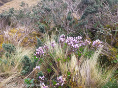 Gentianella foliosa