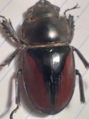 Neolucanus parryi