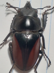 Neolucanus parryi