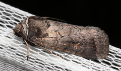 Proteuxoa restituta