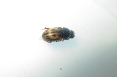 Chilothorax