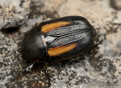 Diaphonia dispar