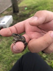 Pristimantis unistrigatus