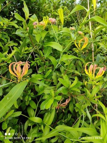 Gloriosa image