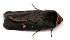 Proteuxoa cinereicollis