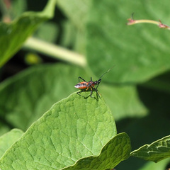 Trachylestes aspericollis