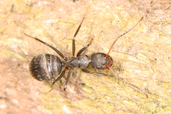 Camponotus novogranadensis