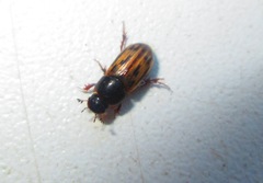 Chilothorax