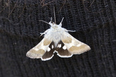 Schinia suetus martini