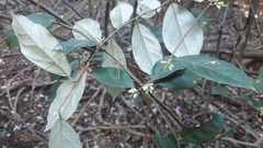 Elaeagnus conferta