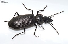 Gigadema