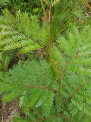 Acacia terminalis