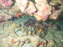 Panulirus longipes bispinosus