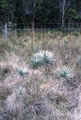 Argyroxiphium kauense