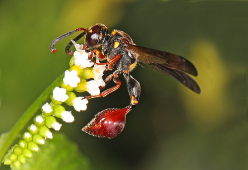 Slosson's Mason Wasp