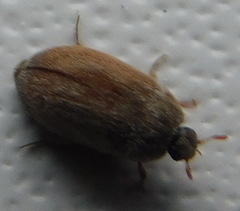 Attagenus