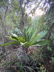Anthurium crenatum