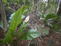 Anthurium crenatum