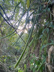 Selenicereus triangularis