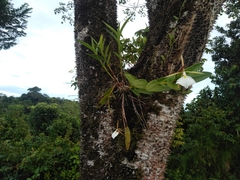 Epidendrum eburneum